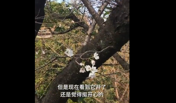 |武汉大学樱花桂花同开，网友：春天没能美在朋友圈，秋天要再开一遍