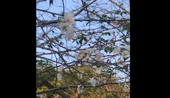 |武汉大学樱花桂花同开，网友：春天没能美在朋友圈，秋天要再开一遍
