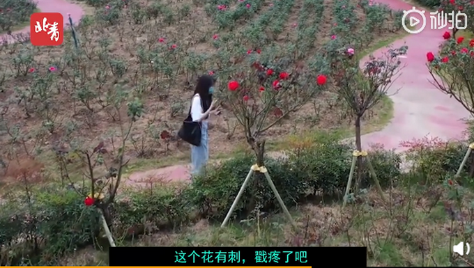 推荐|城管小姐姐用无人机指挥游客找厕所，语言诙谐幽默，网友笑喷