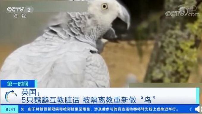 热点|英国5只骂脏话鹦鹉被隔离，被教重新做“鸟”，它们曾对游客爆粗口
