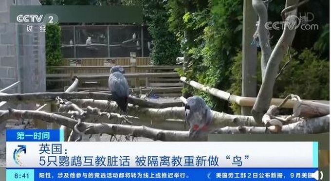热点|英国5只骂脏话鹦鹉被隔离，被教重新做“鸟”，它们曾对游客爆粗口