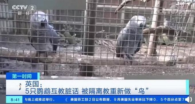 热点|英国5只骂脏话鹦鹉被隔离，被教重新做“鸟”，它们曾对游客爆粗口