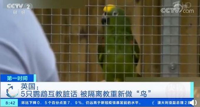 热点|英国5只骂脏话鹦鹉被隔离，被教重新做“鸟”，它们曾对游客爆粗口