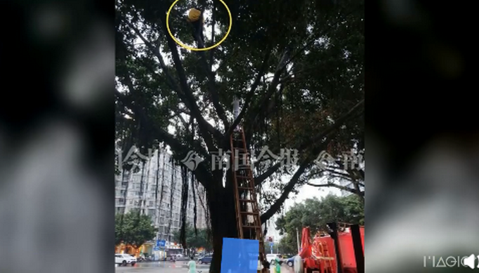 热点|因电动车压线，外卖小哥怕处罚爬上树不肯下来，交警劝说都不管用