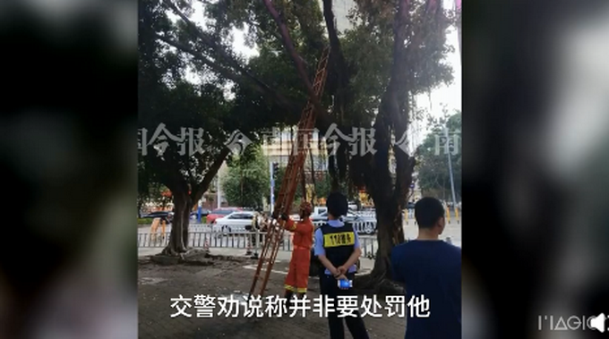 热点|因电动车压线，外卖小哥怕处罚爬上树不肯下来，交警劝说都不管用