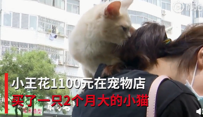 热点|青岛一女子买猫当天被抓五十道伤口，宠物店：管不了