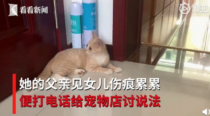 热点|青岛一女子买猫当天被抓五十道伤口，宠物店：管不了