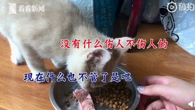 热点|青岛一女子买猫当天被抓五十道伤口，宠物店：管不了
