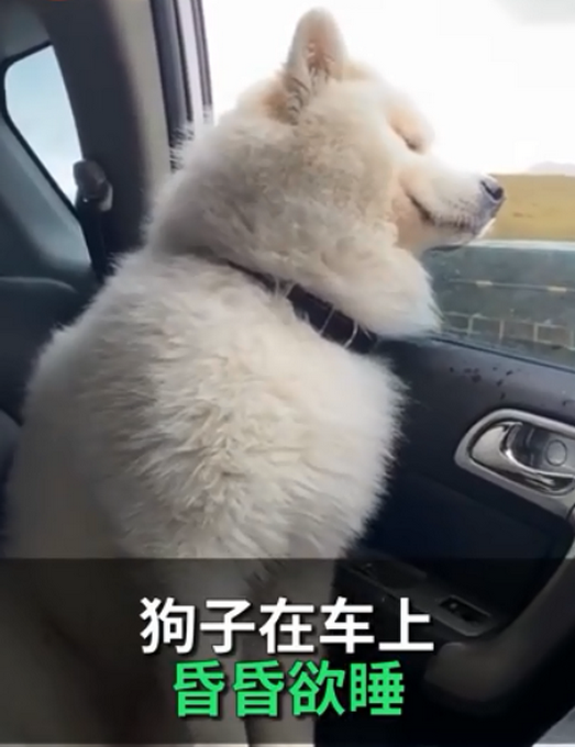 |旅游归来狗困到打瞌睡 网友：瞧把孩子累的，躺下睡嘛