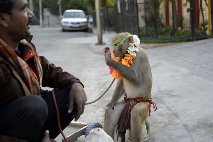 |印度35只猴子打群架撞塌民房，致2人死亡，猴子已非首次“杀人”