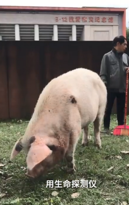 热点|13岁猪坚强住别墅胃口好，散步有人扶尾，饲养员寸步不离