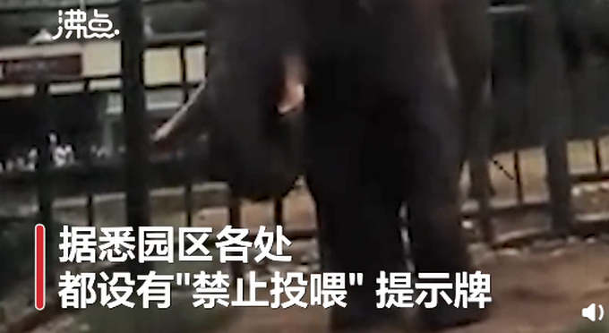 推荐|游客用裹塑料袋苹果投喂大象，工作人员称这种事情时有发生，网友怒了