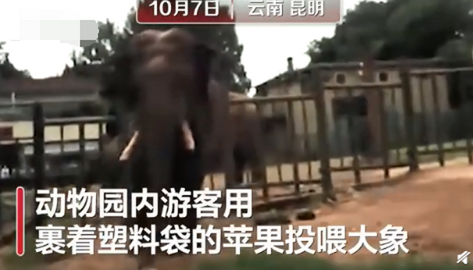 热点|游客用裹塑料袋苹果投喂大象，致大象误食，这一幕太气人！