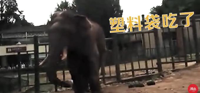 |游客用裹塑料袋苹果投喂大象，园区各处都设有 “禁止投喂” 提示牌