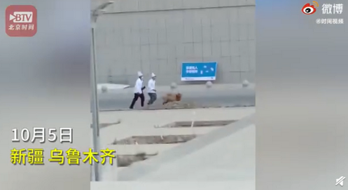 热点|新疆高校食堂大叔校园追羊跑，网友笑翻：高端食材往往需要绕校跑一圈