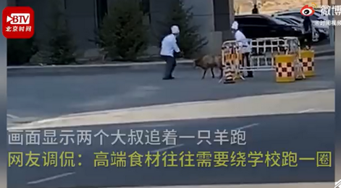 热点|新疆高校食堂大叔校园追羊跑，网友笑翻：高端食材往往需要绕校跑一圈