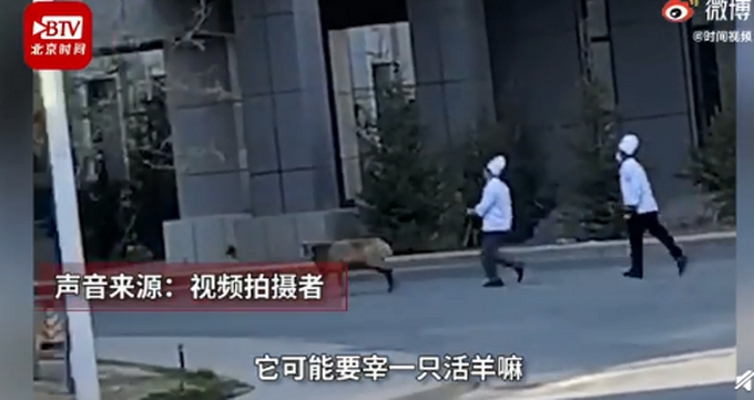 热点|新疆高校食堂大叔校园追羊跑，网友笑翻：高端食材往往需要绕校跑一圈