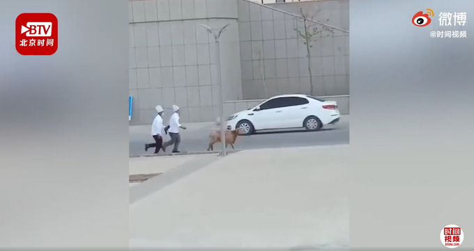 |新疆高校食堂大叔校园追羊跑，网友：午餐跑了