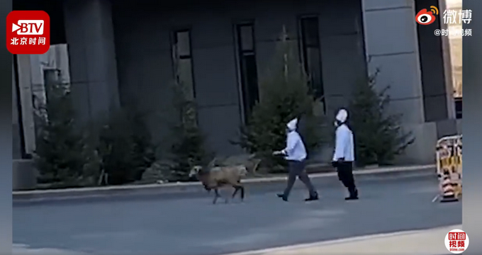 |新疆高校食堂大叔校园追羊跑，网友：午餐跑了