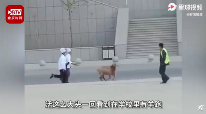 |新疆高校食堂大叔校园里追羊，网友评论亮了