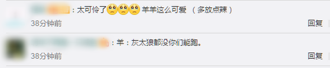 |新疆高校食堂大叔校园里追羊，网友评论亮了