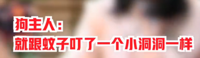 宠物狗|5岁男童遭狗扑咬，母亲称孩子整夜做噩梦，狗主人：假话