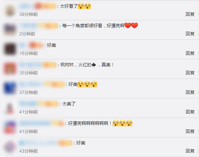 |枫叶开出珊瑚海的感觉，网友纷纷感叹：太好看了！