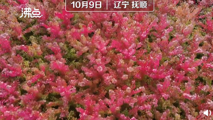 |枫叶开出珊瑚海的感觉，网友纷纷感叹：太好看了！