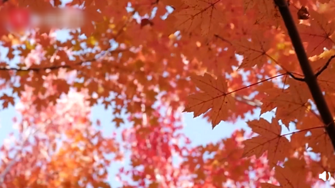 |枫叶开出珊瑚海的感觉，网友纷纷感叹：太好看了！