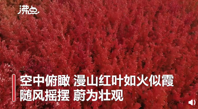 |枫叶开出珊瑚海的感觉，网友纷纷感叹：太好看了！