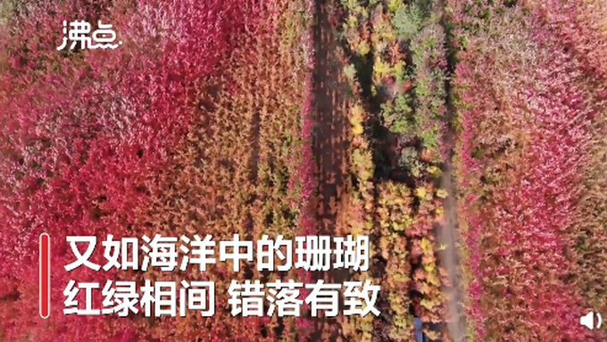 |枫叶开出珊瑚海的感觉，网友纷纷感叹：太好看了！