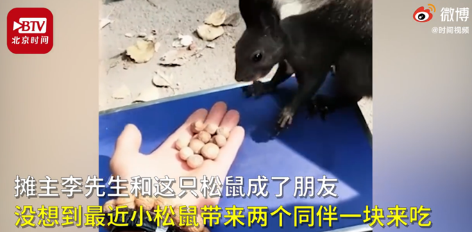 松鼠|松鼠带同伴到干果摊吃霸王餐，从容淡定的样子太萌了！