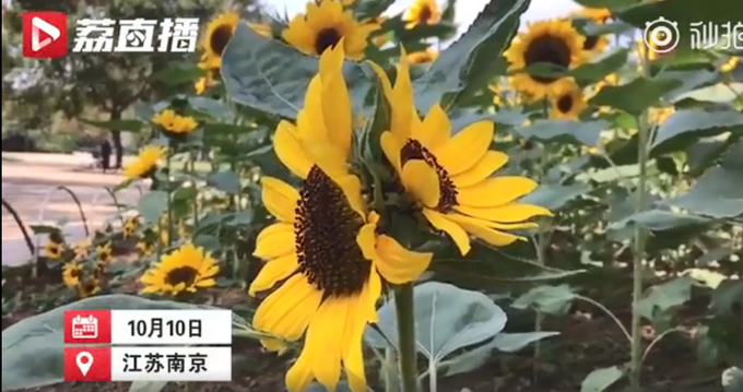 热点|难得一见！南京情侣园出现并蒂葵花，网友：冬天会不会有并蒂梅？