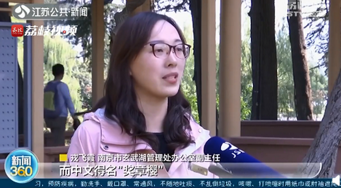 热点|南京玄武湖秋季樱花开了，中文得名“奖章樱”，游客：不同的美感