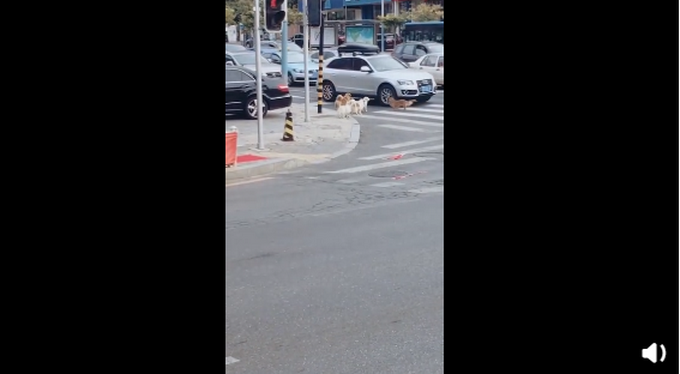 推荐|一群小狗居然在等红绿灯，井然有序！网友：混熟了人类的生存规则