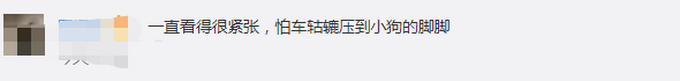 推荐|一群小狗居然在等红绿灯，井然有序！网友：混熟了人类的生存规则