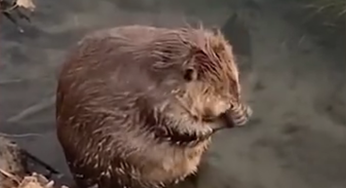 可爱|呆萌河狸在河边认真搓澡，网友：搓得比我都仔细