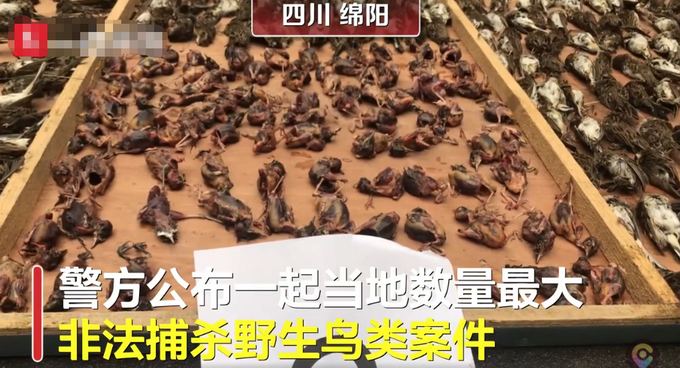 |四川绵阳：4人26天捕鸟8万余只，非法狩猎多种国家二级重点保护动物