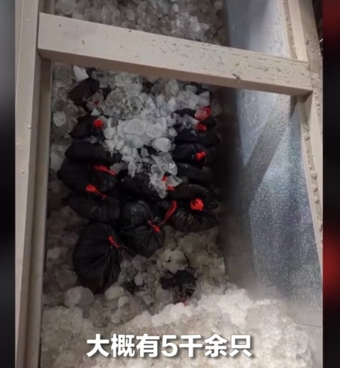 |四川绵阳：4人26天捕鸟8万余只，非法狩猎多种国家二级重点保护动物