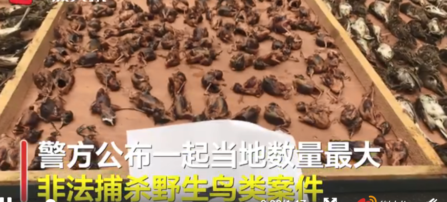 |触目惊心！四川一捕鸟团伙4人26天捕鸟8万余只