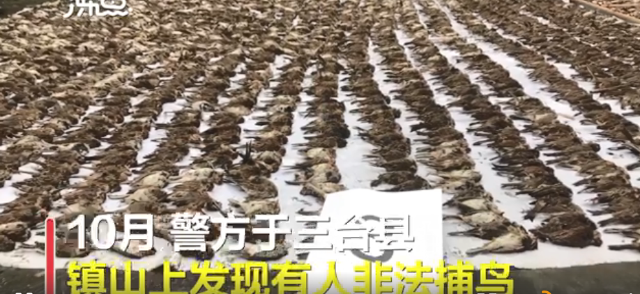 |触目惊心！四川一捕鸟团伙4人26天捕鸟8万余只