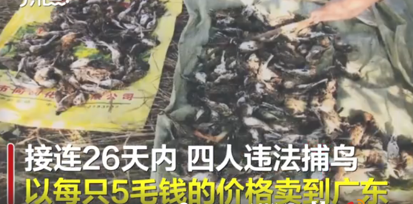 |触目惊心！四川一捕鸟团伙4人26天捕鸟8万余只