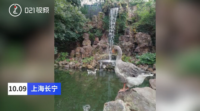 |男子酒后偷杀观赏大雁炖汤，民警：这不是原始森林，你当打猎啊