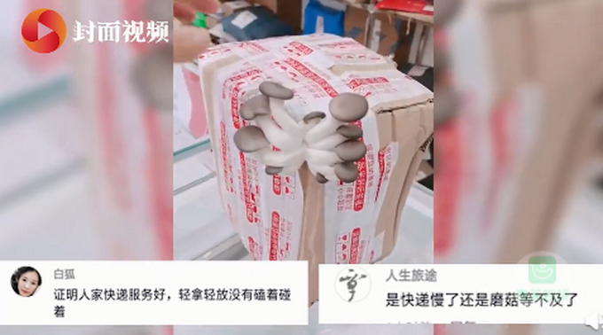 热点|买一送一？四川一快递站内包裹长出大蘑菇，网友：够炒一盘了