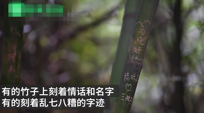 刻字|成都大熊猫基地景观竹遭游客刻划：乱七八糟的字迹，写满情话和名字