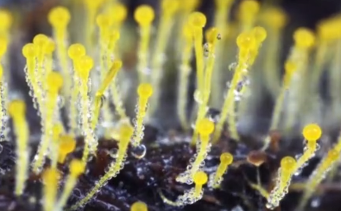 奇幻|90后女孩拍摄微观菌走红，感谢她带我们走进这个奇幻世界