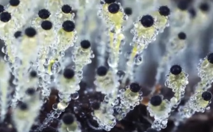 奇幻|90后女孩拍摄微观菌走红，感谢她带我们走进这个奇幻世界