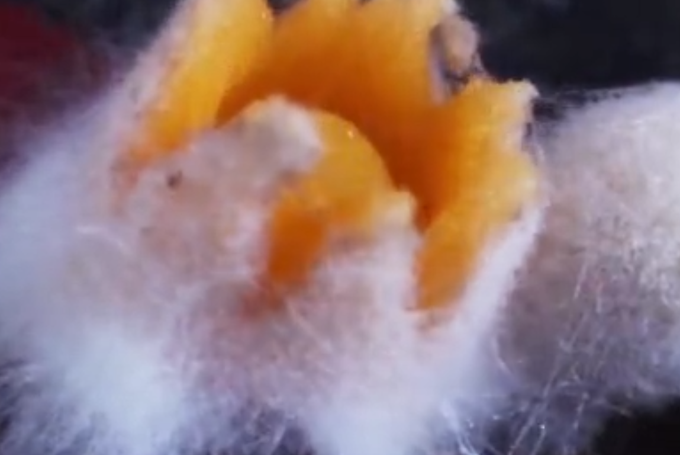 奇幻|90后女孩拍摄微观菌走红，感谢她带我们走进这个奇幻世界