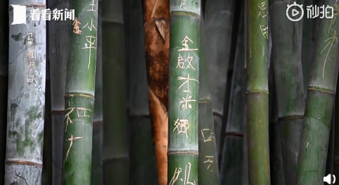 热点|请文明出游！成都大熊猫基地景观竹被刻字，路过游客都看不下去