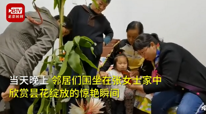 热点|罕见！居民家中昙花4个月开了3次，正常情况下1年只开花1次